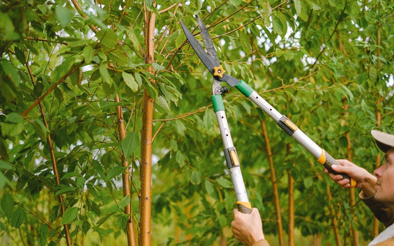 Tree trimming in Willow City, ND
