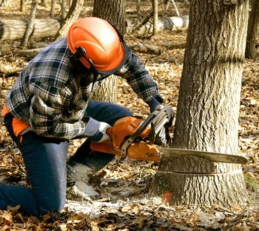 Tree Removal in Willow City, ND
